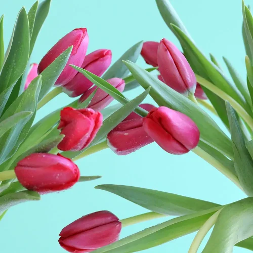 Happy Tulip-1(حبي توليب-1)