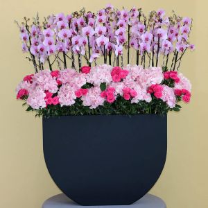 Luxury Pink-1(لكسر بينك-1)