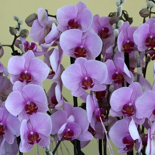 Luxury Pink-1(لكسر بينك-1)