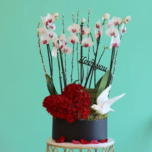 Fancy Orchid(أوركيد فاخر)