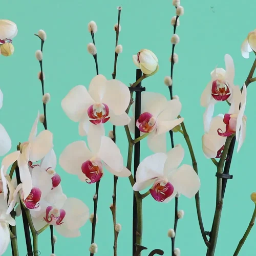 Fancy Orchid(أوركيد فاخر)