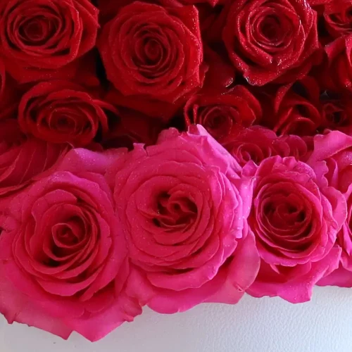 Lovely Roses(الورود الجميلة)