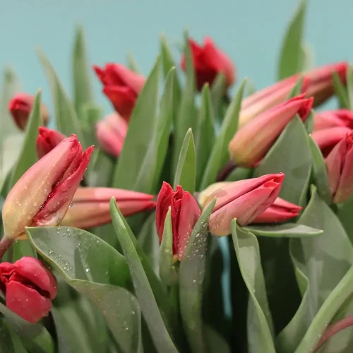 Lovely Tulip(توليب جميل)