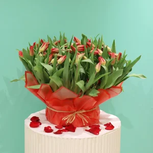 Lovely Tulip-1(توليب جميل-1)