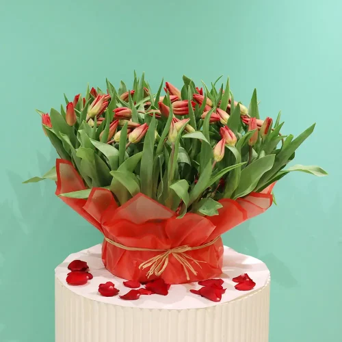 Lovely Tulip-1(توليب جميل-1)