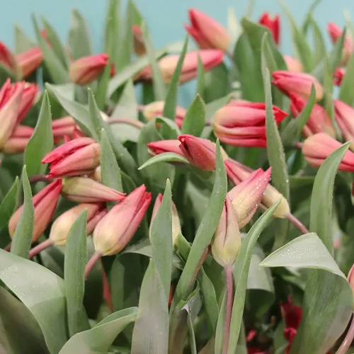 Lovely Tulip-1(توليب جميل-1)