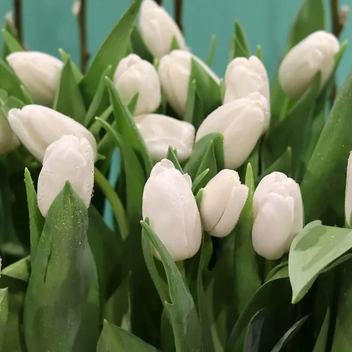 Simple Tulip(توليب بسيط)