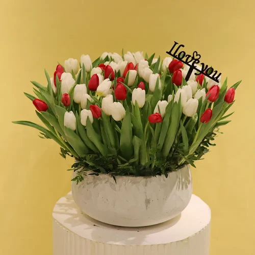Amazing Tulip(توليب مذهلة)