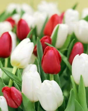 Amazing Tulip(توليب مذهلة)