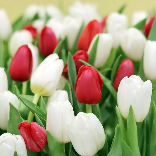 Amazing Tulip(توليب مذهلة)