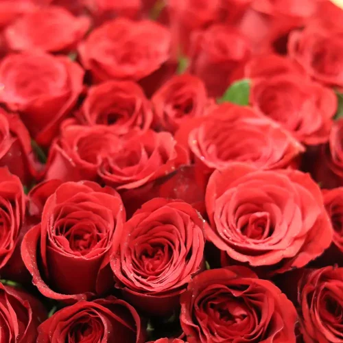 Surprising Roses(مفاجأة الورود)