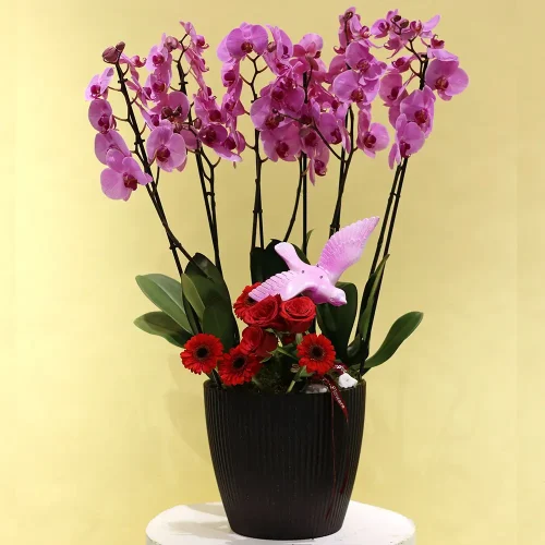 Soft Pink(الوردي الناعم)