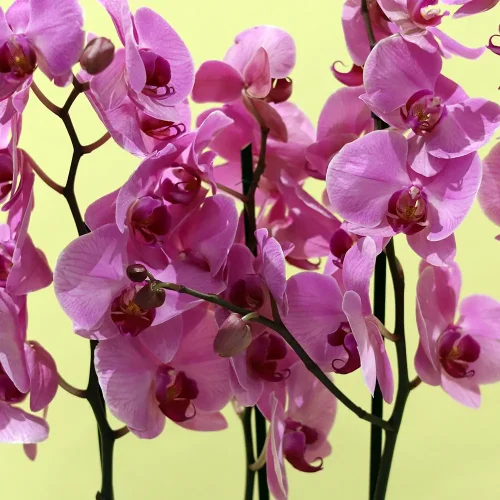 Soft Pink(الوردي الناعم)