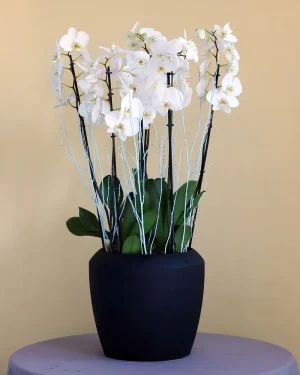 Affection Orchids(الأوركيد المودة)