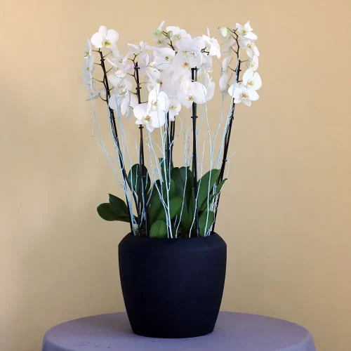 Affection Orchids(الأوركيد المودة)