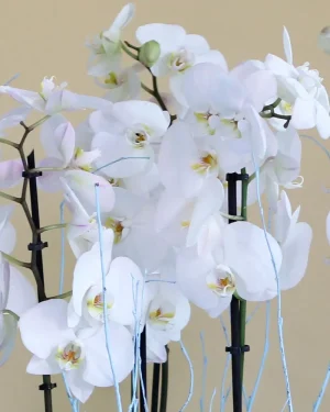 Affection Orchids(الأوركيد المودة)