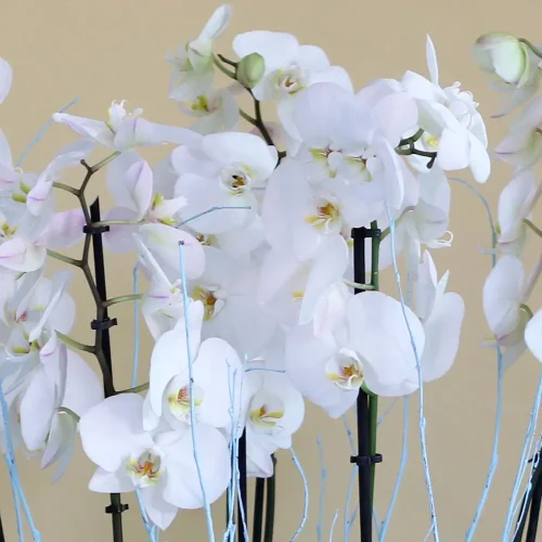 Affection Orchids(الأوركيد المودة)