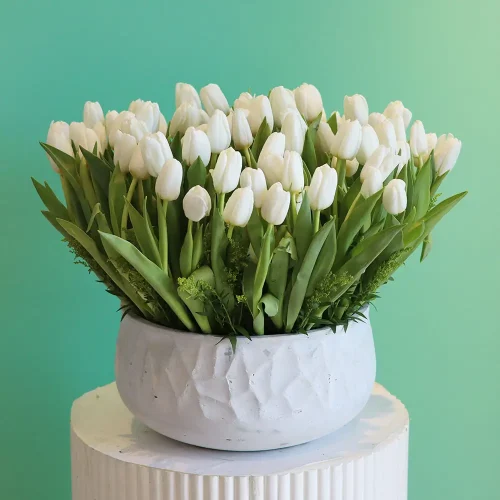 Amazing Tulip-1(توليب مذهلة-1)