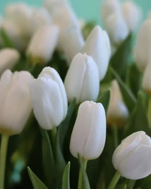 Amazing Tulip-1(توليب مذهلة-1)