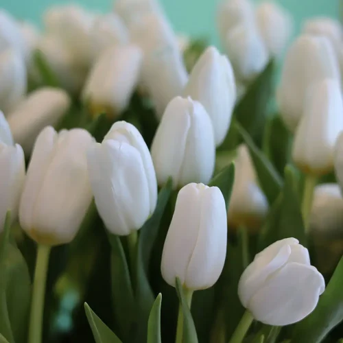 Amazing Tulip-1(توليب مذهلة-1)