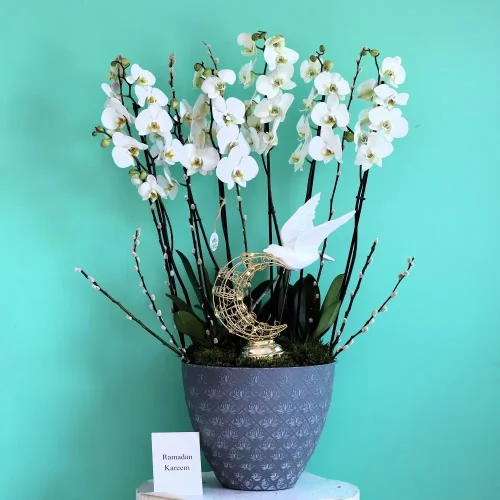 White Moon Paradise(جنة القمر الأبيض)