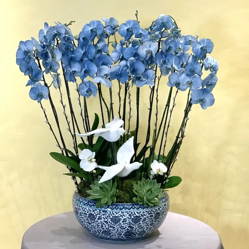 Surprising Orchids(الأوركيد المدهشة)