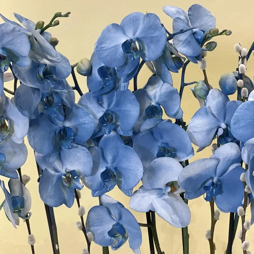 Surprising Orchids(الأوركيد المدهشة)