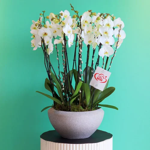 Perfect Orchids(الأوركيد المثالية)