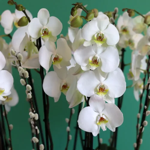 Perfect Orchids(الأوركيد المثالية)