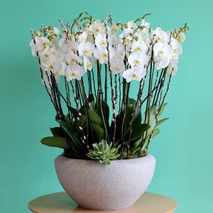 Orchid Delight(أوركيد ديلايت)