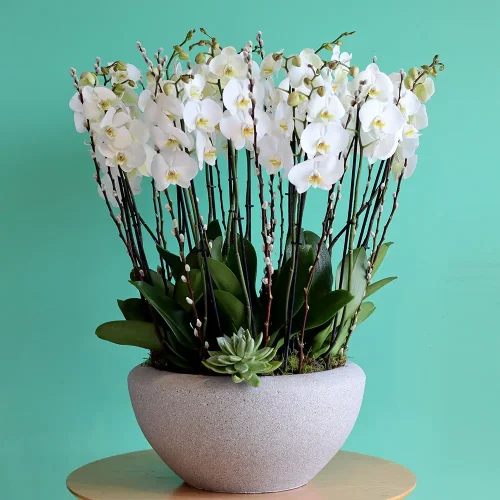 Orchid Delight(أوركيد ديلايت)