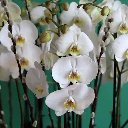 Orchid Delight(أوركيد ديلايت)