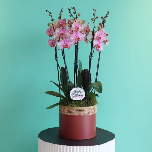 Shining Orchids-1(شينينج أركيد-1)