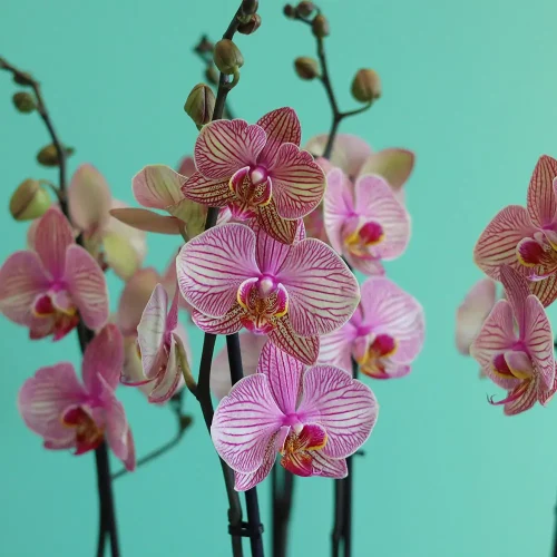 Shining Orchids-1(شينينج أركيد-1)