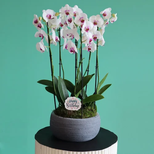 Happy Red Lips-2(حبي رد لبس-2)