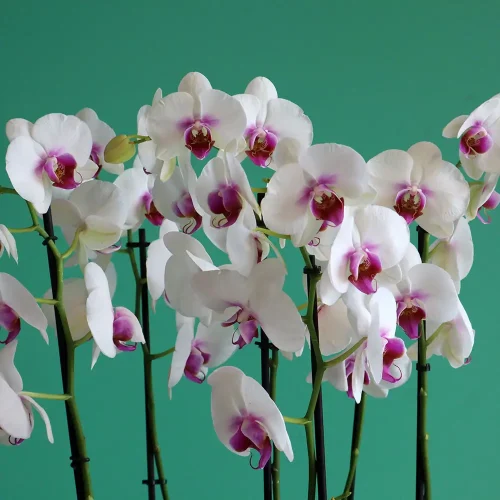 Happy Red Lips-2(حبي رد لبس-2)