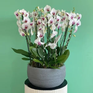 Brighten Orchids(تفتيح الأوركيد)