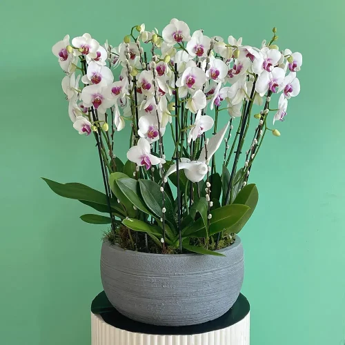 Brighten Orchids(تفتيح الأوركيد)