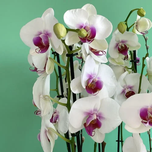 Brighten Orchids(تفتيح الأوركيد)