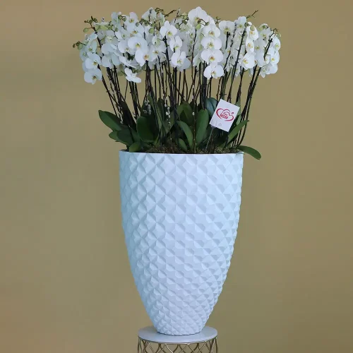 Orchid VIP(أوركيد VIP)