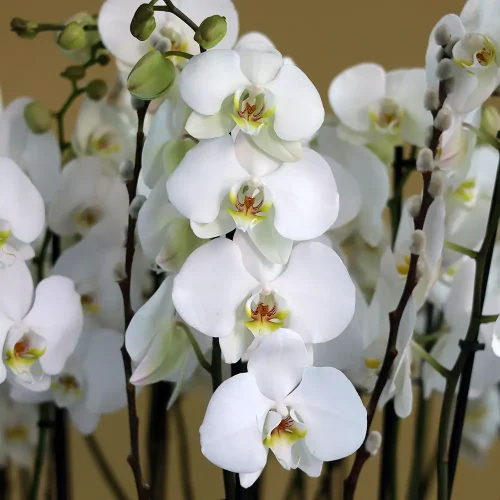 Orchid VIP(أوركيد VIP)