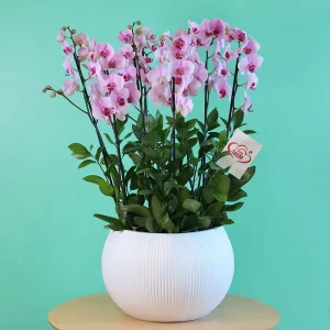 Bloom Pink(بلوم بينك)