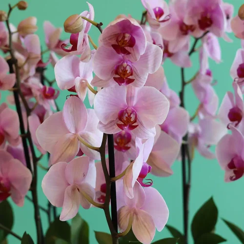 Bloom Pink(بلوم بينك)