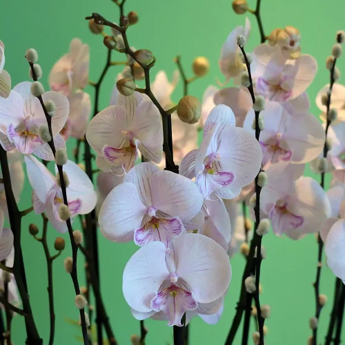 Pink Solo(بينك سولو)