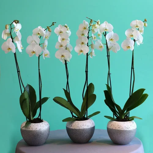 Orchids-3( أركيد-3)