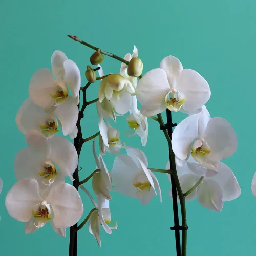 Orchids-3( أركيد-3)