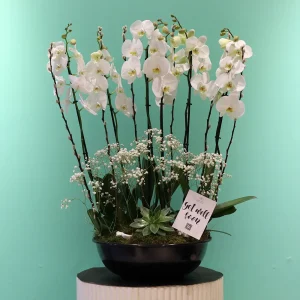 Orchids Well(الأوركيد حسنا)