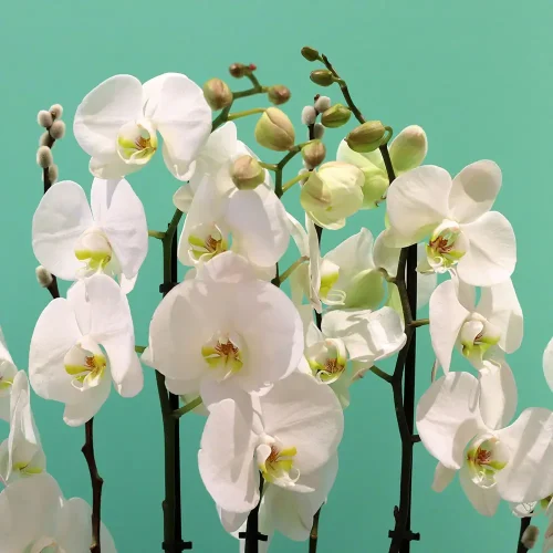 Orchids Well(الأوركيد حسنا)