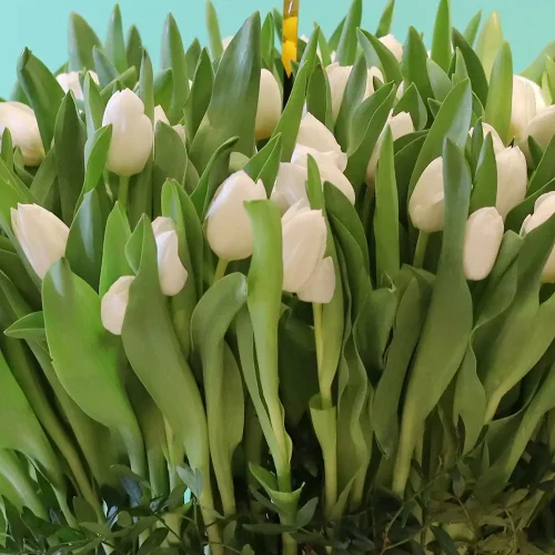 Happy Tulip-2(حبي توليب-2)