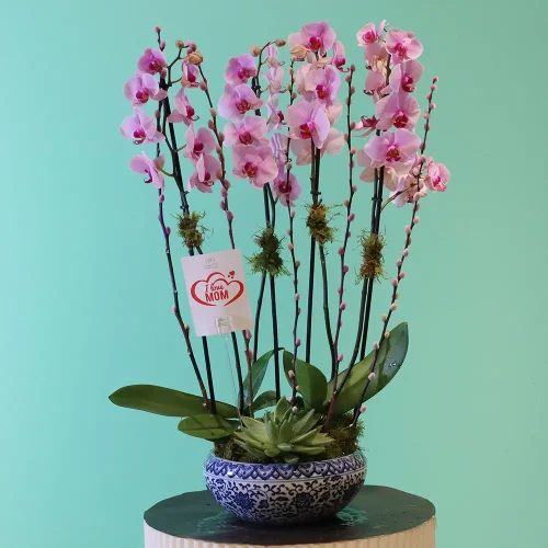 Pink Solo-1(بينك سولو-1)